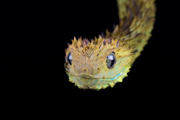 Hairy bush viper (Atheris hispida)