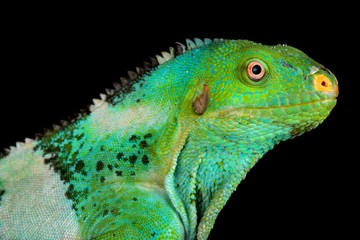 Fijian crested iguana (Brachylophus vitiensis)