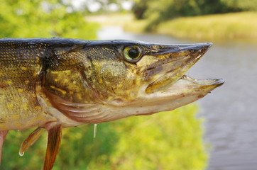 Pike head on the background of the river