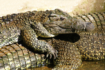 two crocodiles basking in the sun