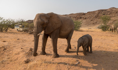 elephant wildlife watching, Torra conservancy, Kunene Region, Namibia
