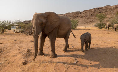 Fototapeta na wymiar elephant wildlife watching, Torra conservancy, Kunene Region, Namibia