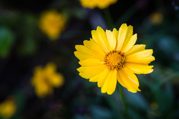 Colorful Colombian Flowers
