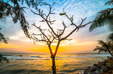 Trees planted in the sea with the sun rising.