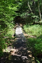 Small bridge in forest
