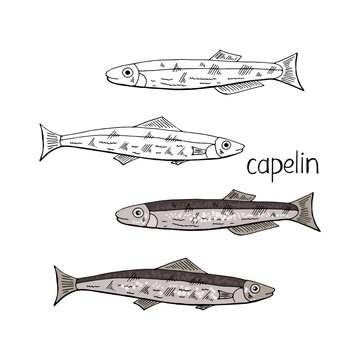Hand drawn fish capelin black and white and color isolated on white background. Vector capelin fish