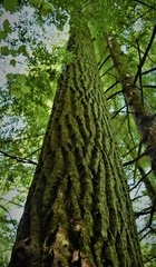Fototapeta premium Pillar of Nature
