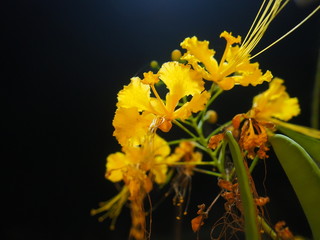 Yellow Flowers