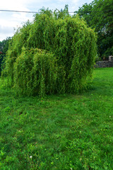 Summer park is green trees and grass.