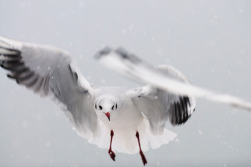 A black-headed gull in flight