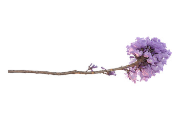 Jacaranda Flower isolated on white background, a species with an inflorescence at the tip of the...