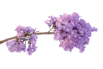 Jacaranda Flower isolated on white background, a species with an inflorescence at the tip of the...