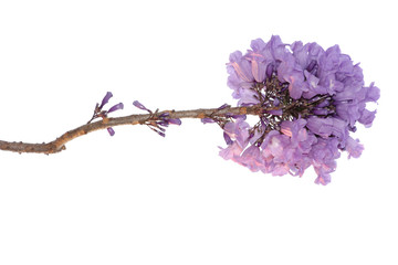 Jacaranda Flower isolated on white background, a species with an inflorescence at the tip of the...