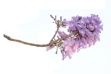 Jacaranda Flower isolated on white background, a species with an inflorescence at the tip of the...