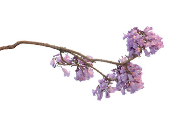 Jacaranda Flower isolated on white background, a species with an inflorescence at the tip of the...