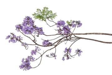 Jacaranda Flower isolated on white background, a species with an inflorescence at the tip of the...