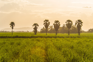 Fototapeta na wymiar Thailand's Countryside2