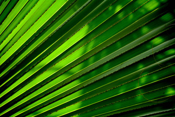 Obraz premium Lines and textures of green palm leaves