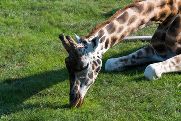 Zoo Veszprém in Hungary and Budapest