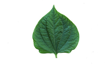 Green Herbs chaplo leaf isolated on white background.