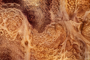 Real burl wood striped  exotic wooden beautiful pattern for crafts or abstract art background...