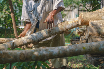 Two workers smuggling illegal wood