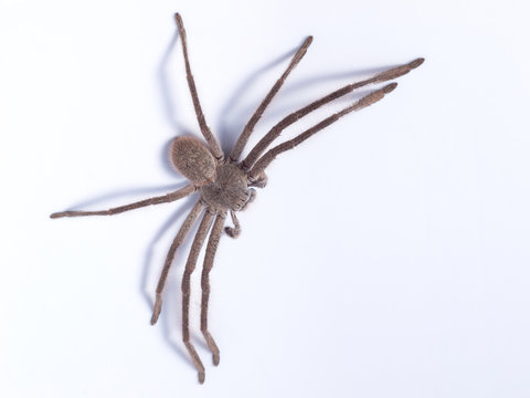 Huntsman spider (family Sparassidae) on white background