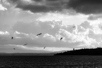 Fototapeta na wymiar Birds flying over Trasimeno lake
