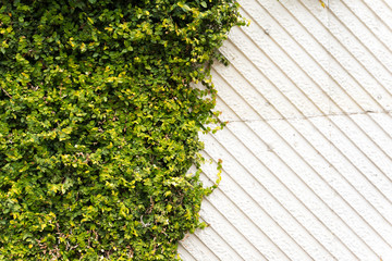 壁面緑化　エコロジーイメージ