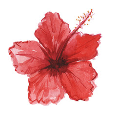 Red flower hibiscus, watercolor illustration, hand drawing on isolated white background