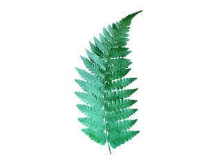 Fresh green fern leaf isolated on white background