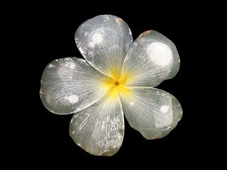White frangipani flower be immersed in water and crumble to transparent color isolated on black background.