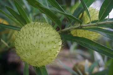 light green and spiny soft fruit