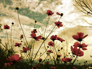 Pink cosmos flowers blooming in the garden with soft sunlight of sky