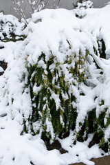 Obraz premium snow covered bush