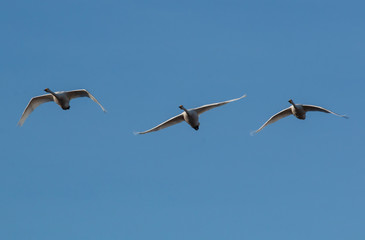 swans in flight on a blue sky