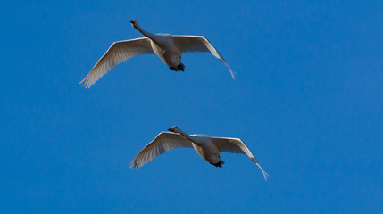 Obraz premium two swans flying in the blue sky