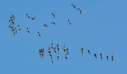 flock of birds on blue sky