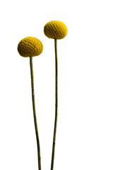 A pair of yellow flowers - isolated