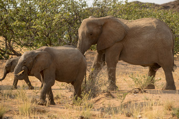 Naklejka na ściany i meble Elephants, Torra conservancy, Kunene Region, Namibia