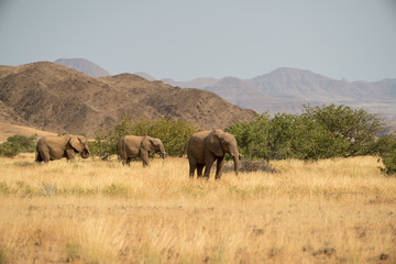 Naklejka na ściany i meble Elephants, Torra conservancy, Kunene Region, Namibia