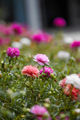 Portulaca flower in the garden.