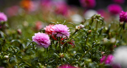 Portulaca flower in the garden.