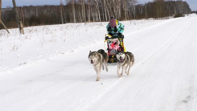 Huskies in harness pull on the sleigh of the child. The smartest and good dogs