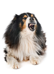 Shetland Sheepdog in studio