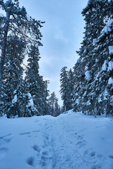 Fototapeta na wymiar Footpath in snowy forest in mountains