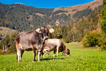 Fototapeta na wymiar Cows grazing on green meadow in front of Mountains, Switzerland