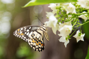 Small butterfly on flower tree in garden 