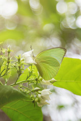 Small butterfly on flower tree in garden 