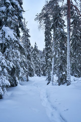 Walking path in snowy forrest